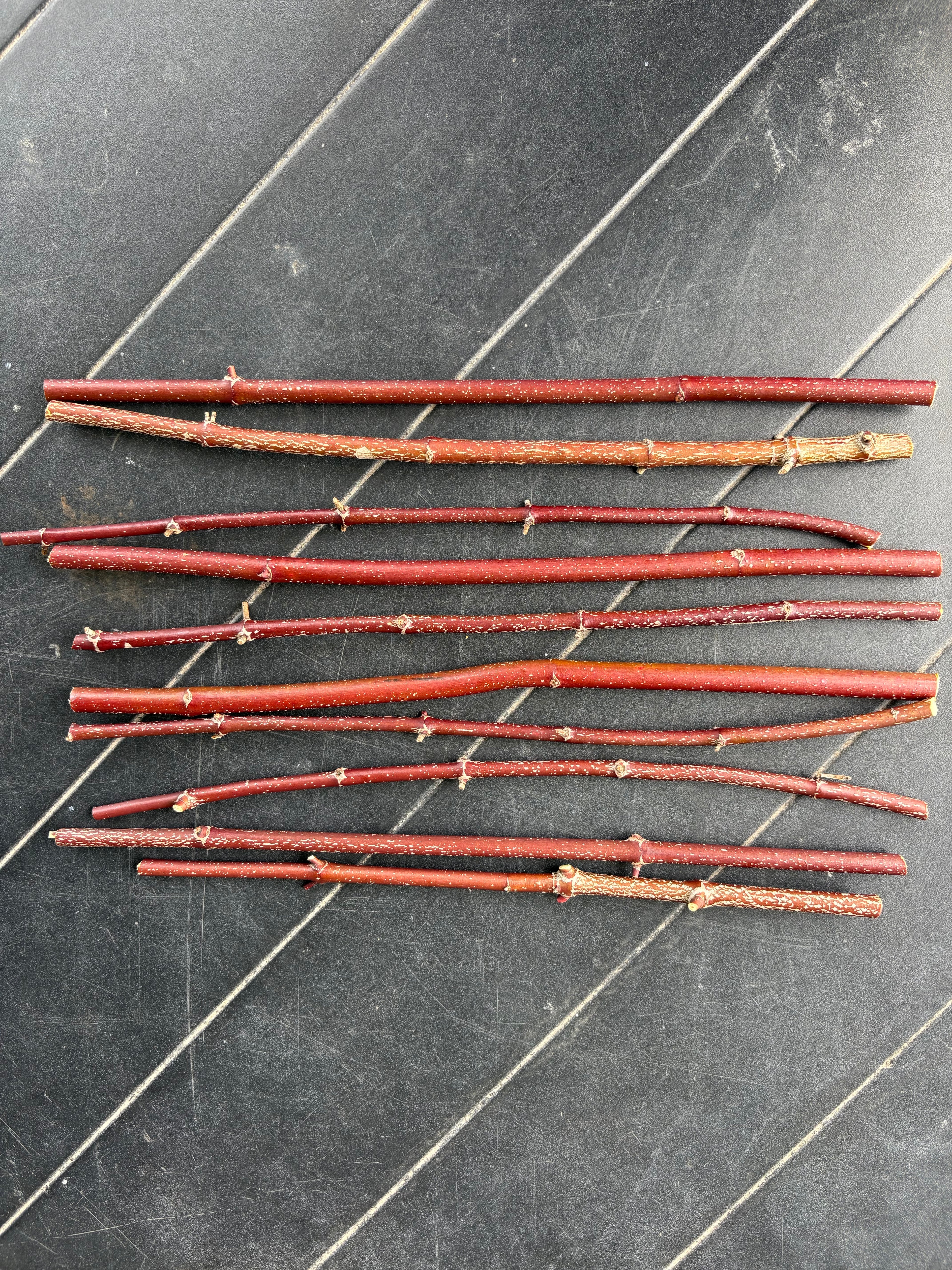 Red Osier Dogwood Cuttings