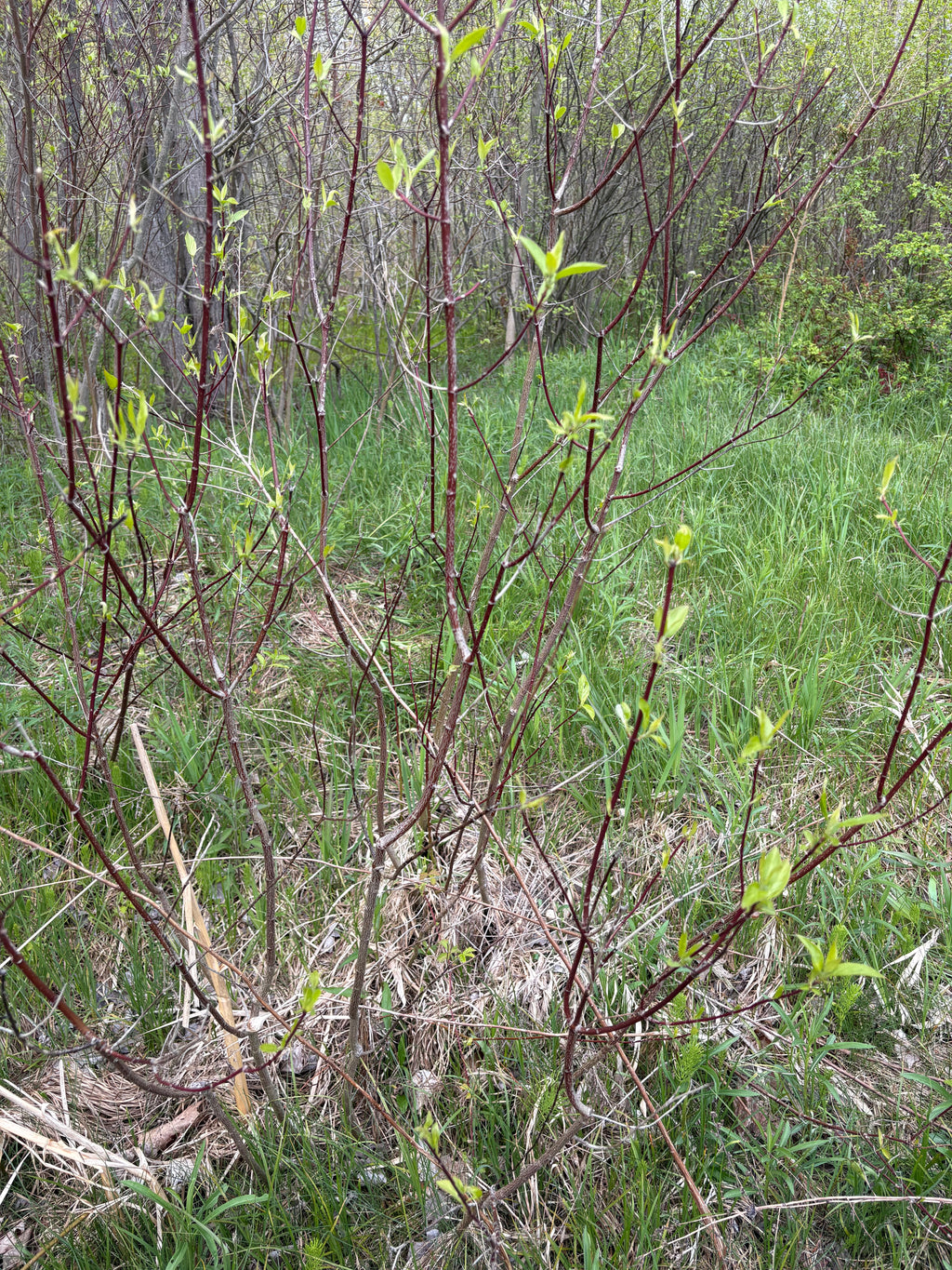 Red Osier Dogwood Cuttings
