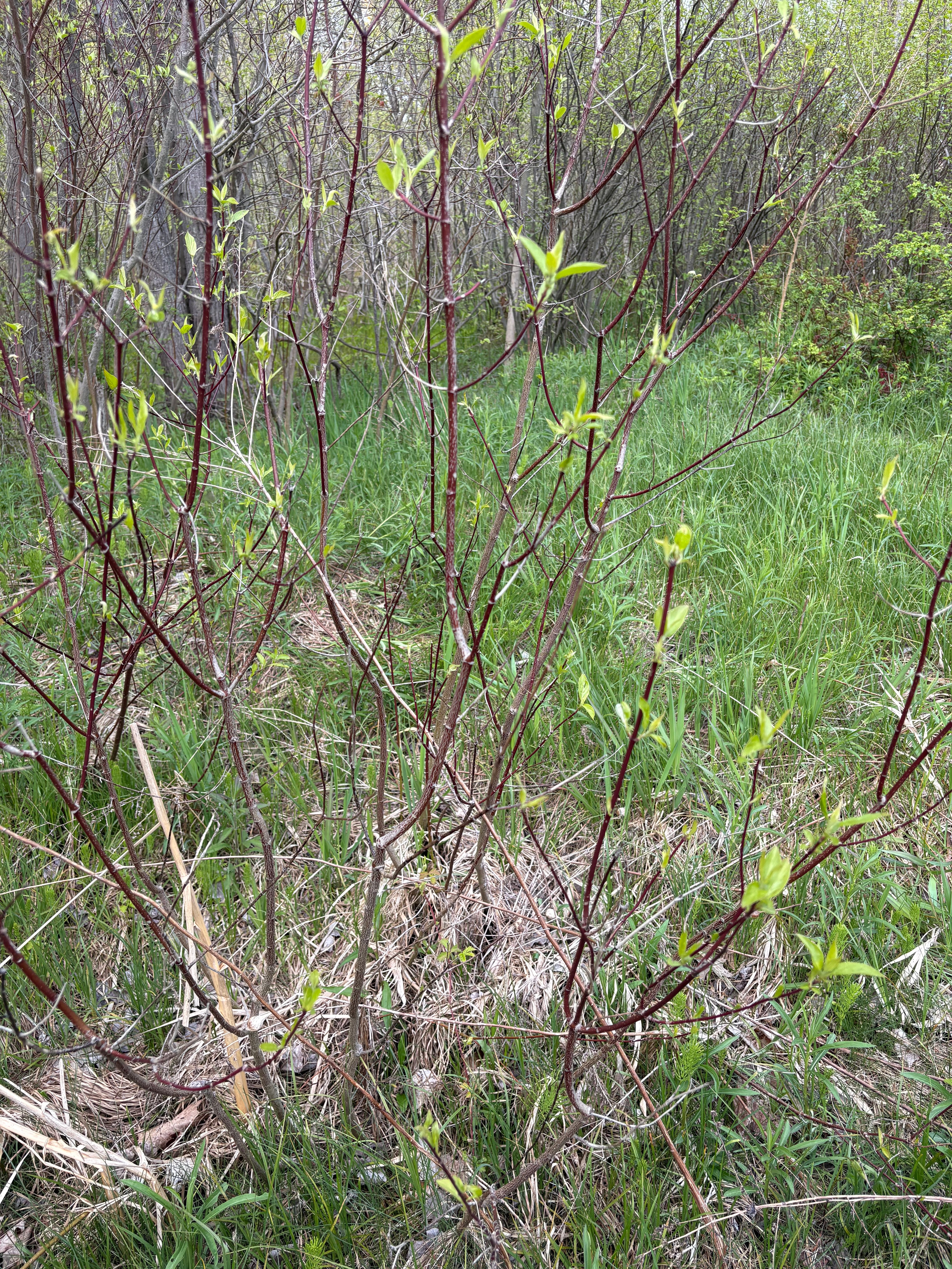 Red Osier Dogwood Cuttings