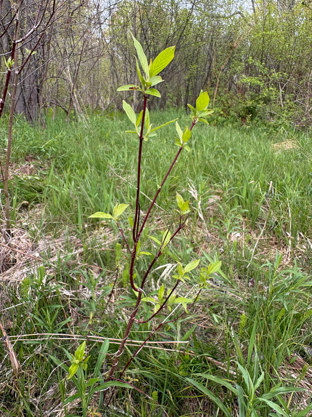 Red Osier Dogwood Cuttings