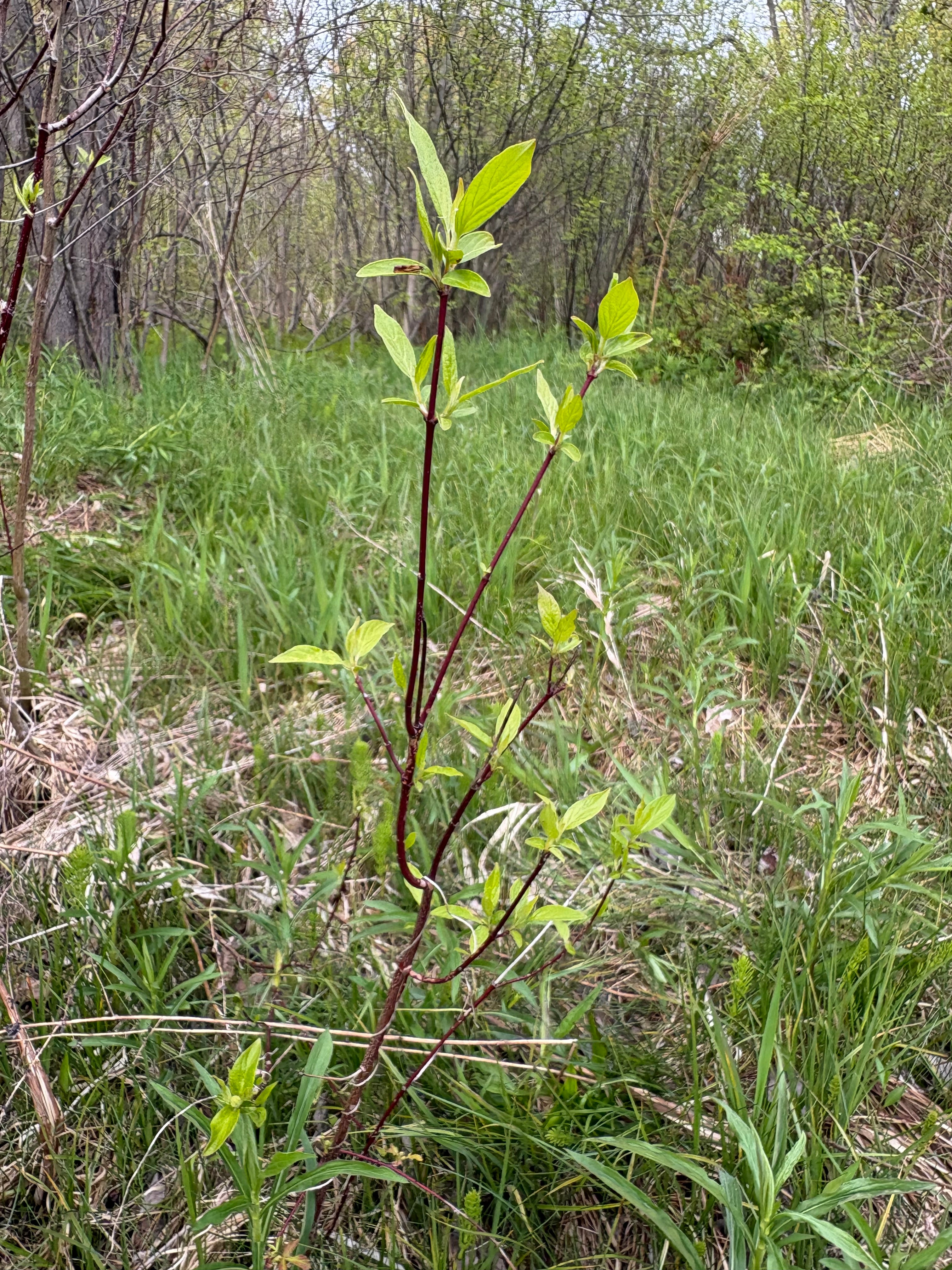 Red Osier Dogwood Cuttings