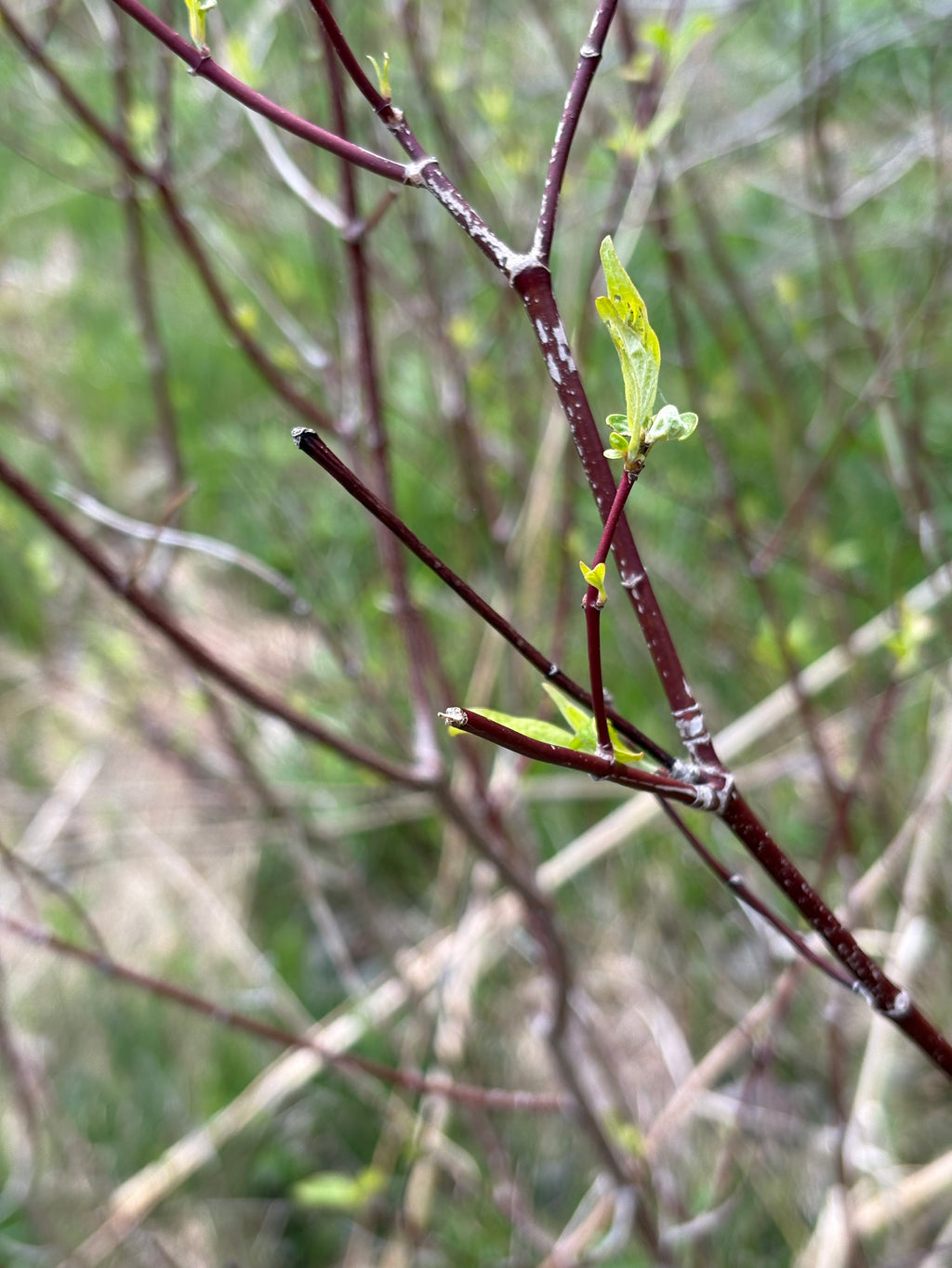 Red Osier Dogwood Cuttings