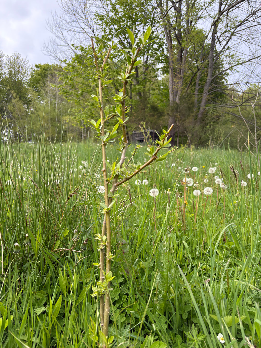 Hybrid Willow Cuttings