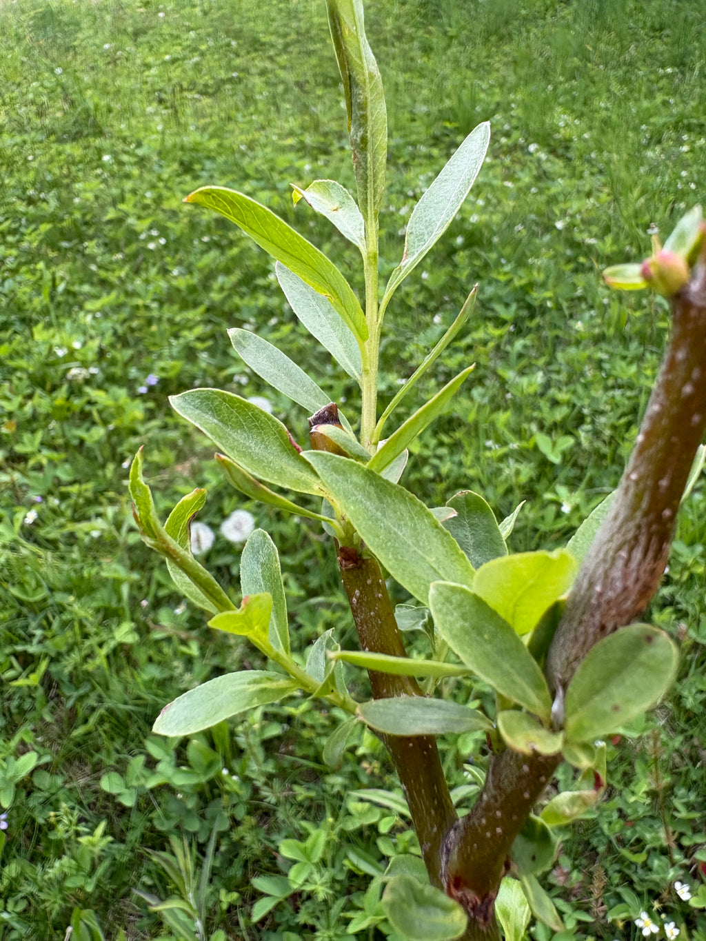 Hybrid Willow Cuttings