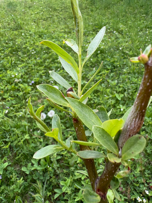 Hybrid Willow Cuttings