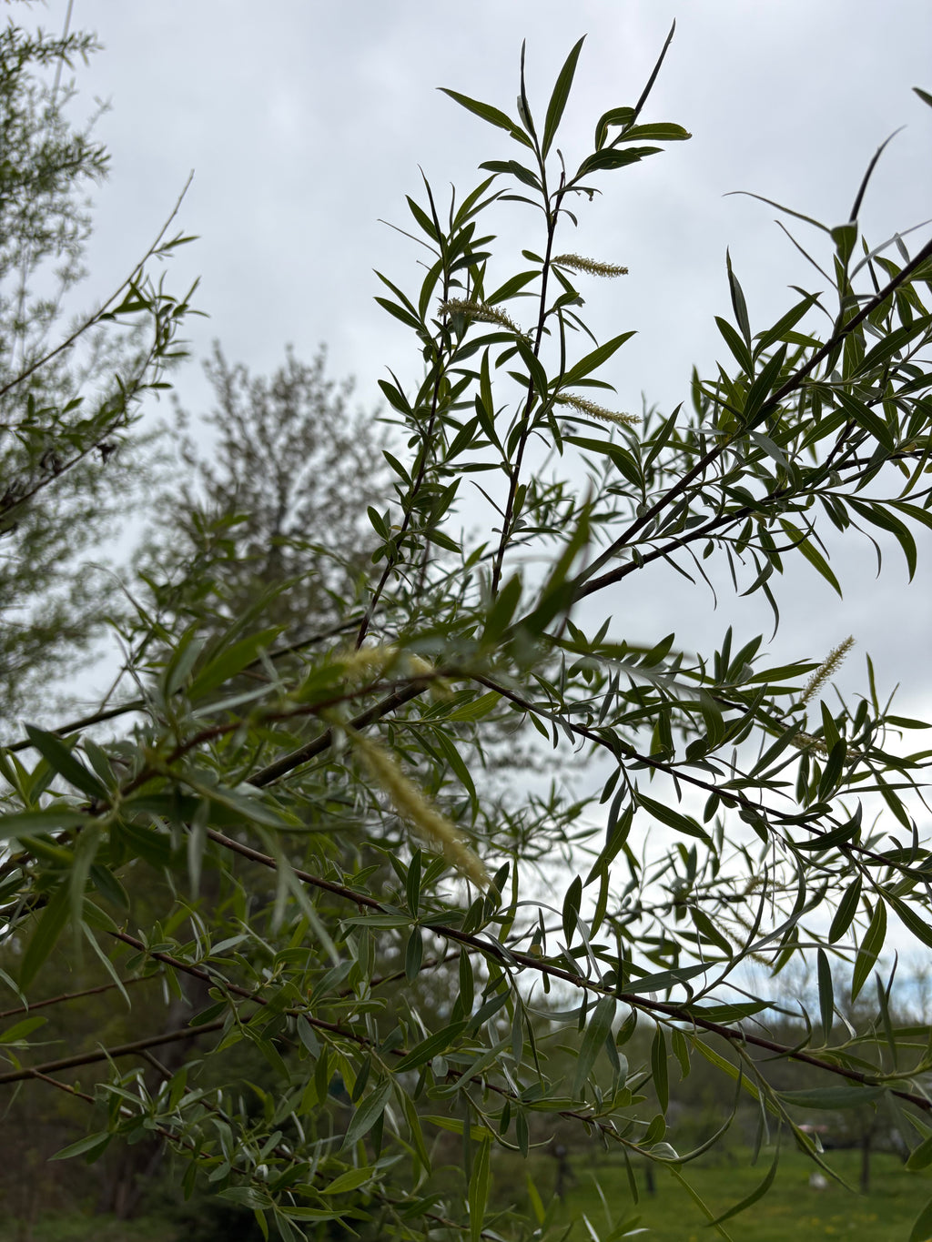 Hybrid Willow Cuttings