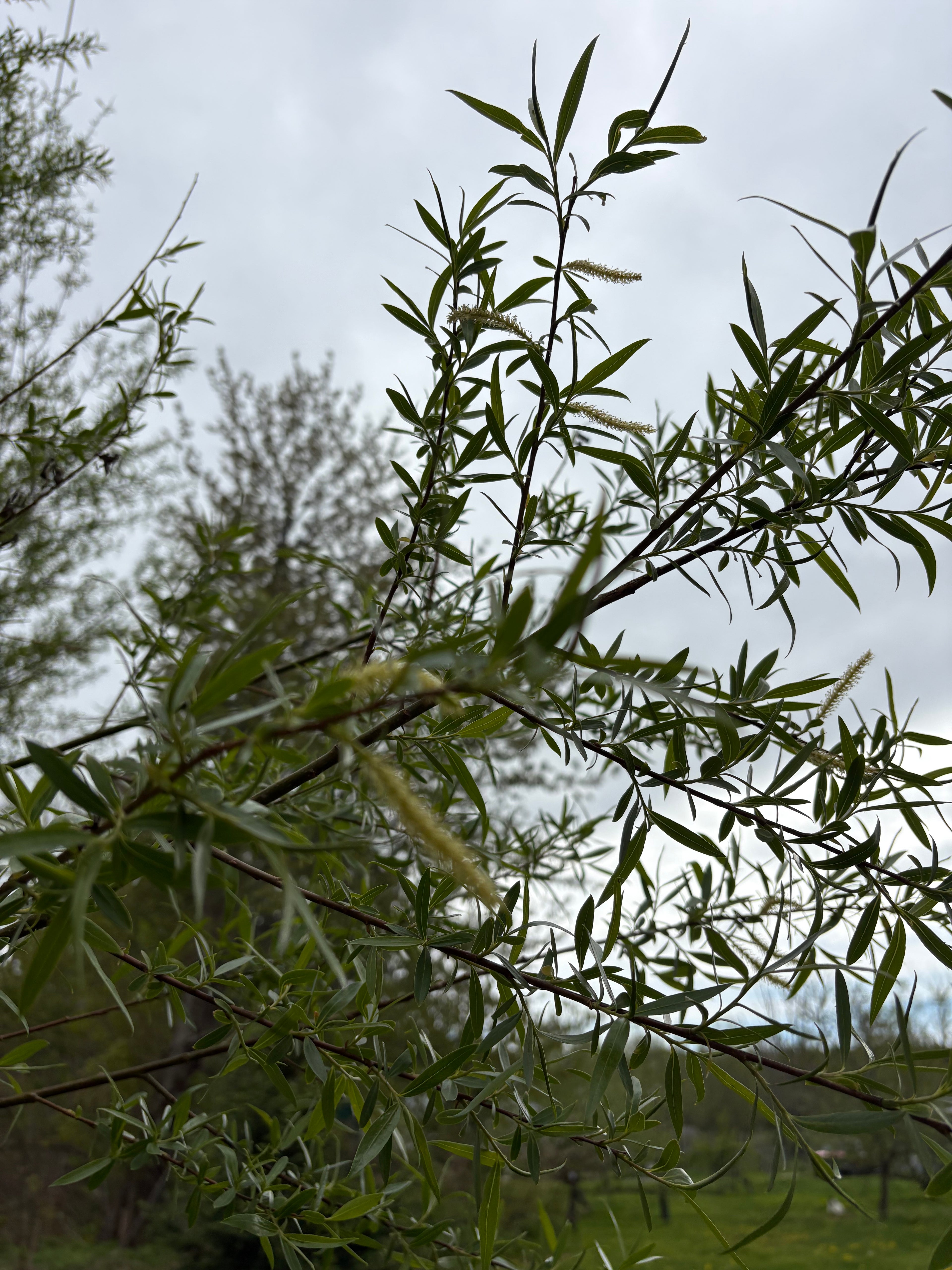 Hybrid Willow Cuttings