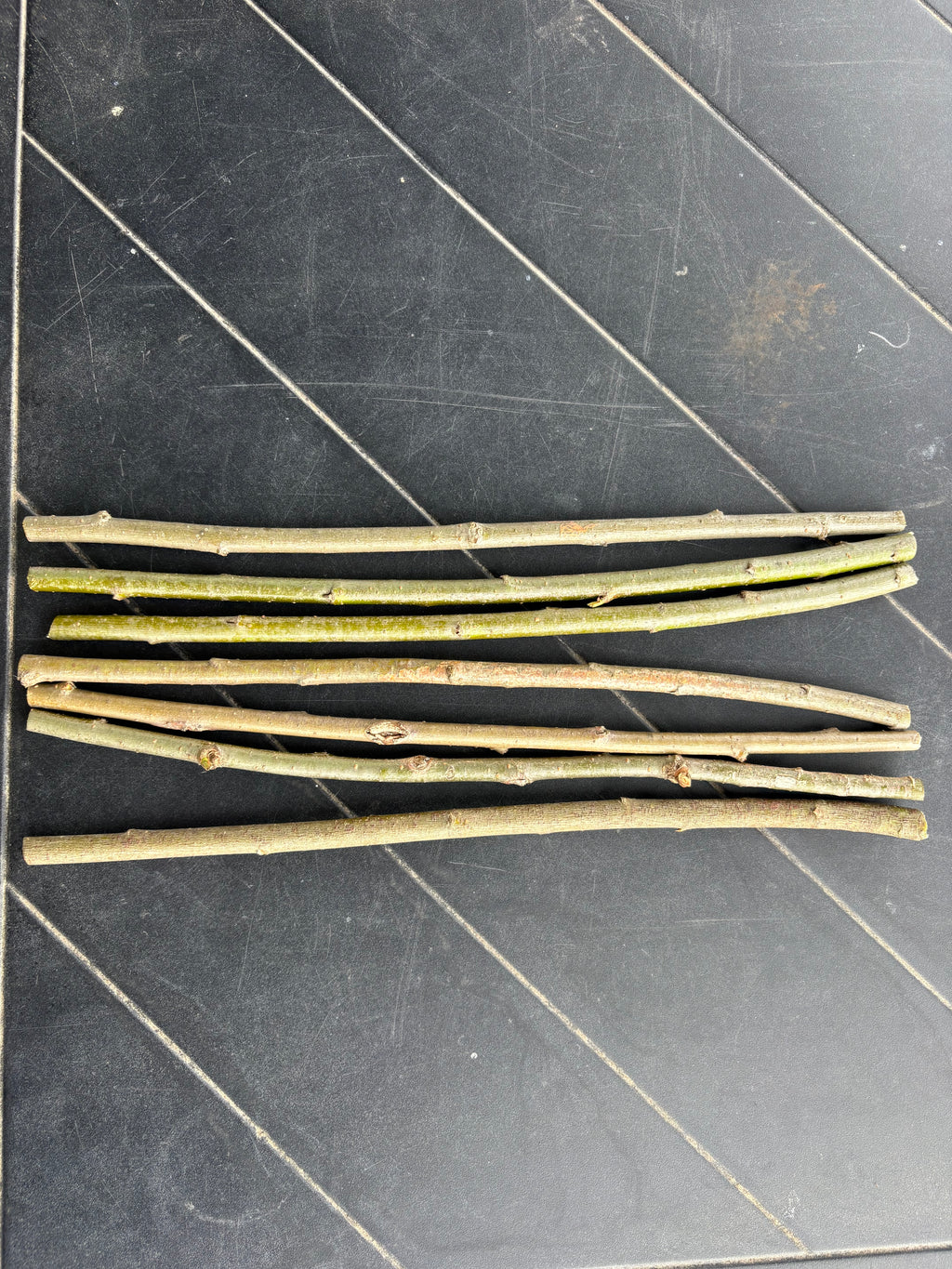 Hybrid Willow Cuttings
