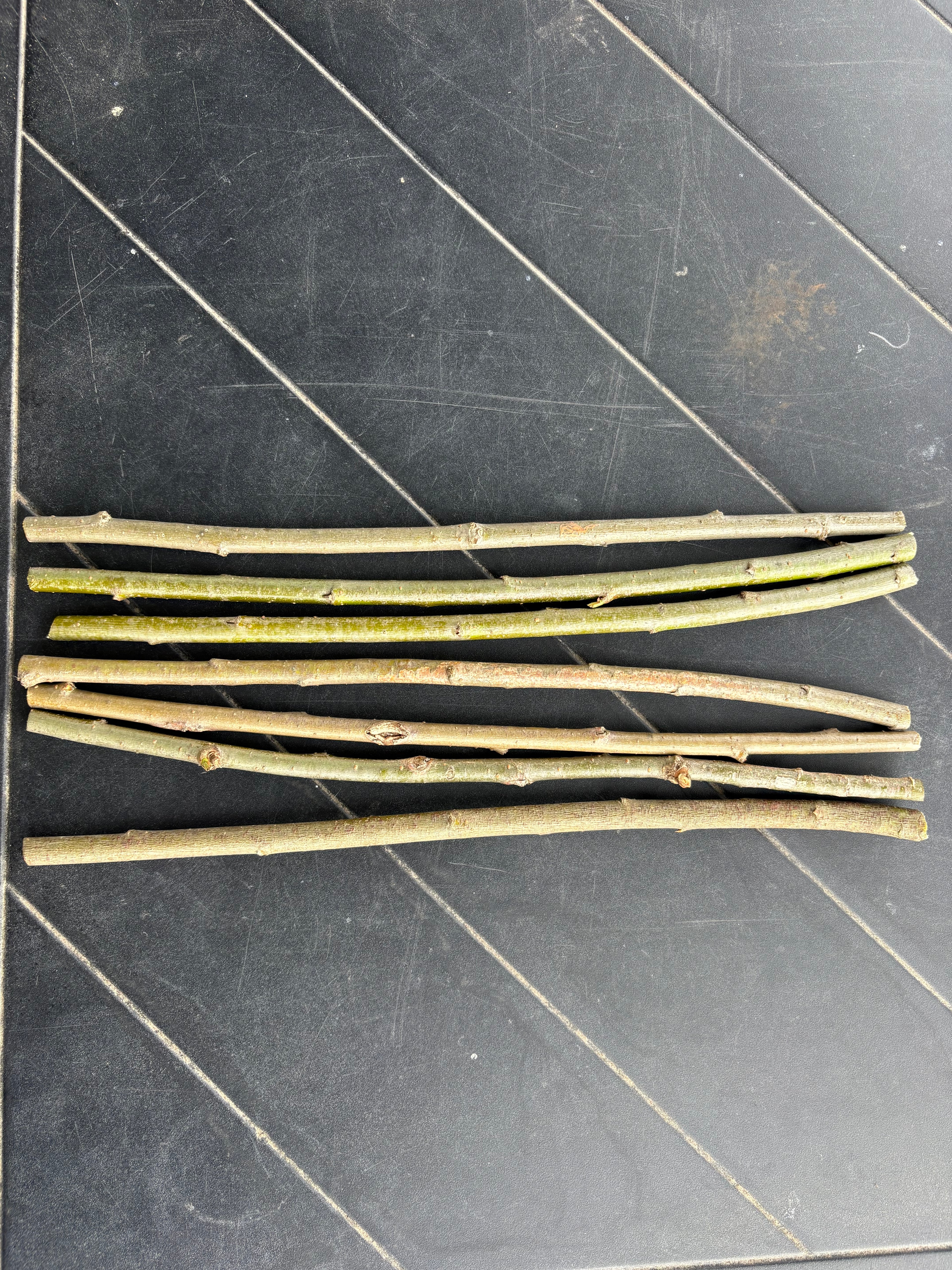 Hybrid Willow Cuttings